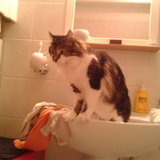 je suis le roi du lavabo!!
