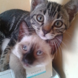 Les Foufous!