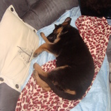 Les plus beaux chiens 