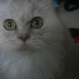 moi, toute étoné =^.^=
