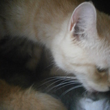 je fais la toilette de mes anges =^.^=