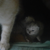même après la tété, mes bébés me suivent =^.^=