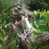 Petits chat à donner