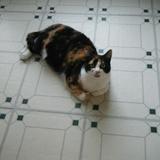 Chat