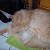 Les chats les plus dormeurs!