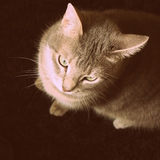 Kirah