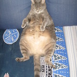 la team des gros chat !!!!