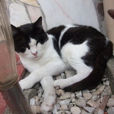 Minouche
