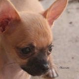 La team des chihuahua du monde