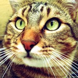 Pepito