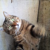 Miaouuuuuuu...Chat a l'attaque !!! 