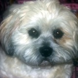 davson