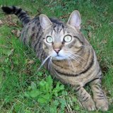 Monsieur Twinkle
