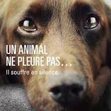 NON a l'abandon!