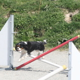 team de l'agility