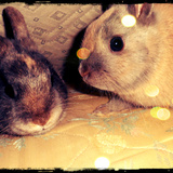 Les Lapinous ! 