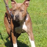 kalia