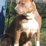 kalia