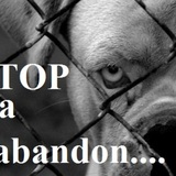 adoption bobox et molosoïder....