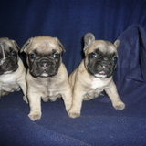 mes 3 bébés ^^