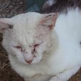 batton nous pour les chat maltreter