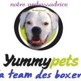La Team Des Boxers✿✿✿