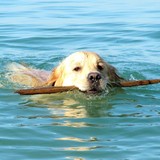 Goldens Forever 