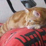 Garfield