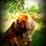 Cannelle