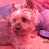 ambre(my star)