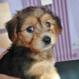 Avis sur les stérilisation sur les chiots ! 