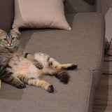 coucou mes coupains, votez pour ma coloc' Inès svp ! http://www.yummypets.com/game/cestpasbete/photo/id/831 merci ^*^