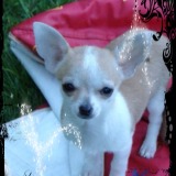 Hiris