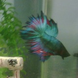 Beau et Belle Betta Fish (Handsome and Beautiful Betta Fish)
