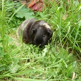 Peggy
