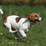 La Team des Jack Russell Terrier