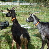 noisette & sucette 