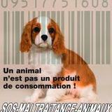Non à la Maltraitance Animale.