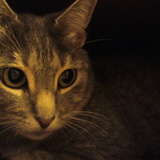 Cheyenne