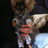Chihuahua love
