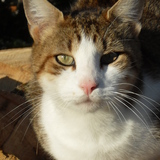 La Team des Chats sans Race