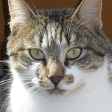 La team des FACES DE CHATS
