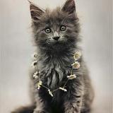 La team Maine Coon