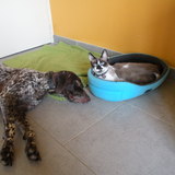 Guinness et Fostie