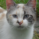 Gladys