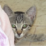 Fifi