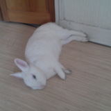 Tapis
