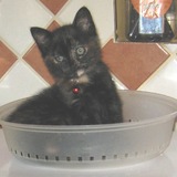 Lila