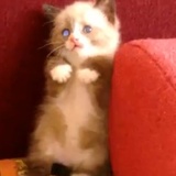 Le chat qui à peur des aspirateurs
