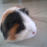 Mimi